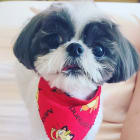 Buddy