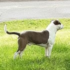 Winston