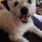Biscuit