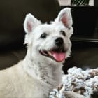 Biscuit