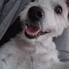 Biscuit