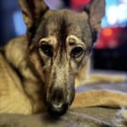 Vixie