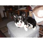 Roxy