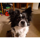 Roxy
