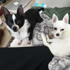 Pinto and Winnifred