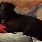 Buddy Bear