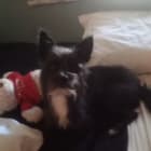 SHILOH
