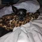 SHILOH