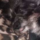 SHILOH