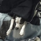 Molly Mable