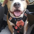 Bella