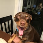 Winston