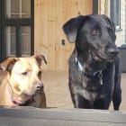 Maggie n Ozzy