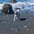 Bax