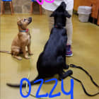 Maggie n Ozzy