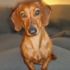 Tootsie