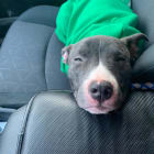 Sally aka Puppy Power