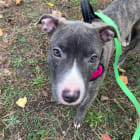 Sally aka Puppy Power