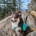 Sadie Bear