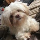 Koko