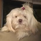 Koko