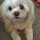 Koko