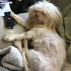 Koko