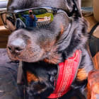 SKYNYRD THE ROTTI