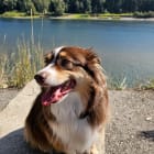Sadie Bear