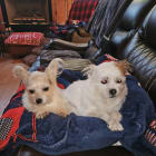 Boo and Sammy