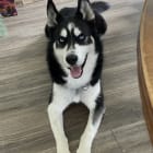 Vader