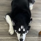 Vader