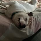 Koa