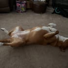 Lucy Lu