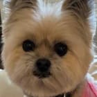 Chibby