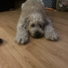 Charlie
