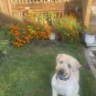 Charlie