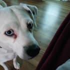 Bella