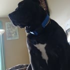 Bella