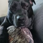 Bella