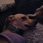 Danger Noodle and Piper