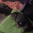 Kleo