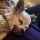 Sammy