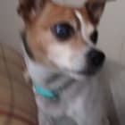 Piper