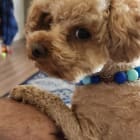 Teddy