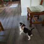Esmae