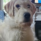 Muttley Crue