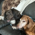 Presley-Reese-Bubba