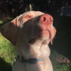 Maverick