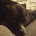 Yaya